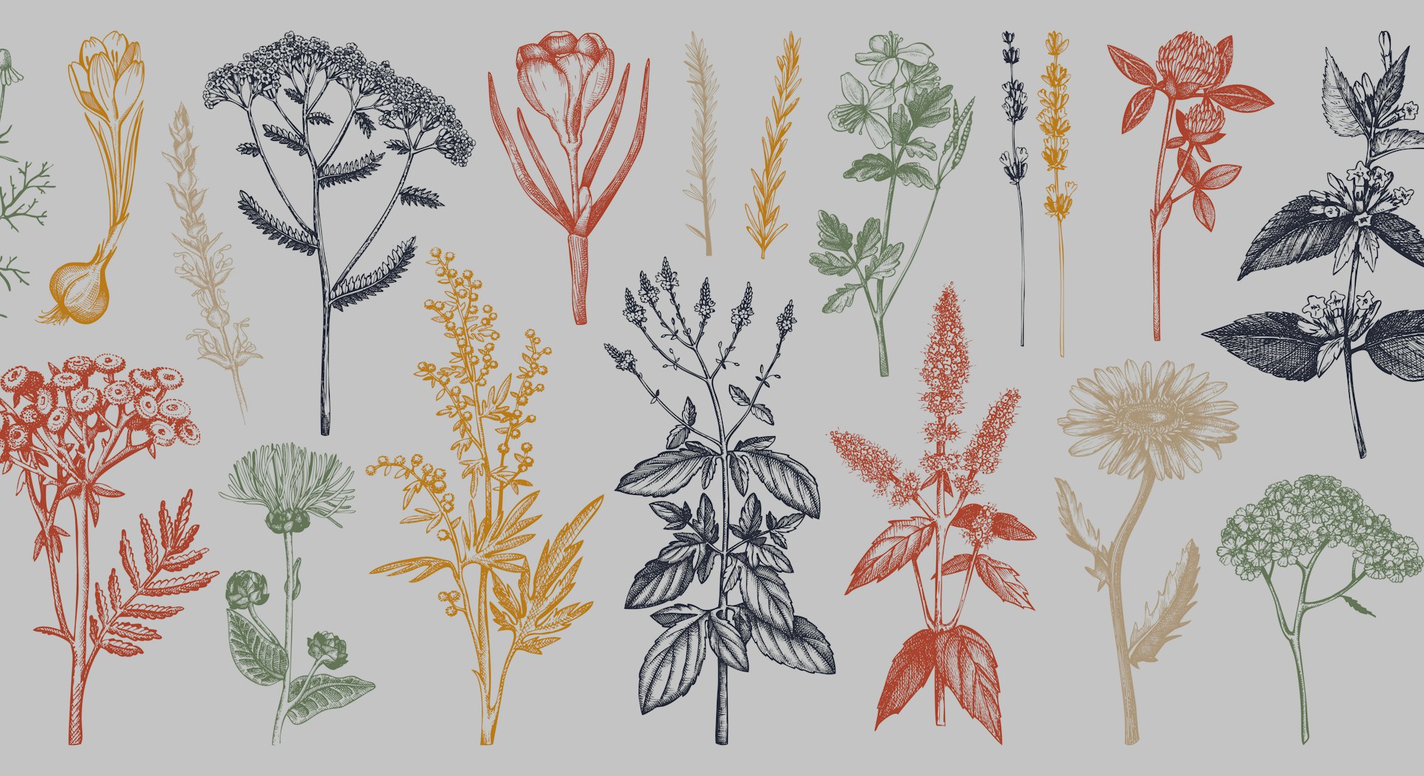 Medicinal herbs collection in color. Vector set of hand drawn  herbs, weeds and meadows. Vintage pla...