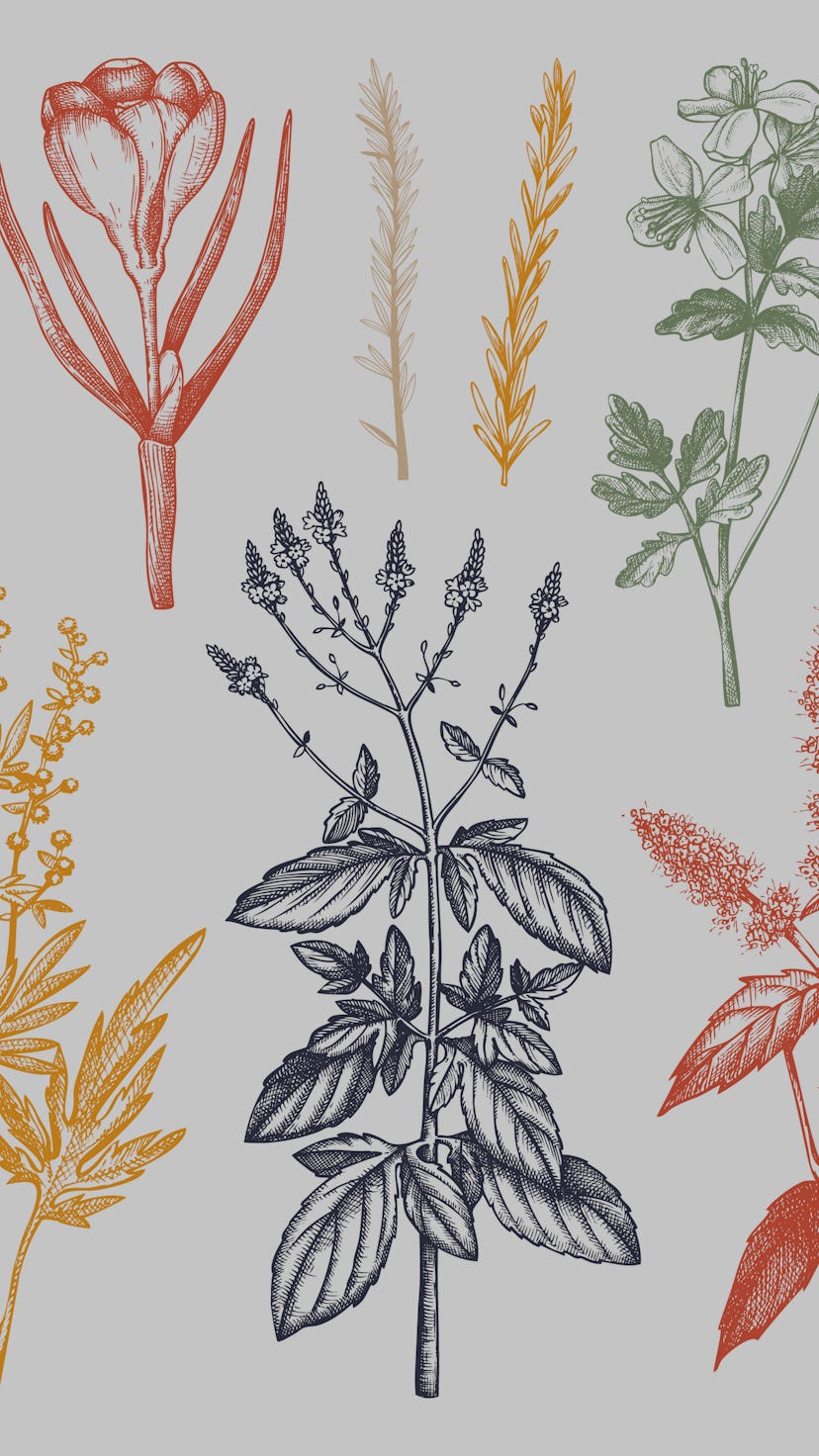Medicinal herbs collection in color. Vector set of hand drawn herbs, weeds and meadows. Vintage pla...