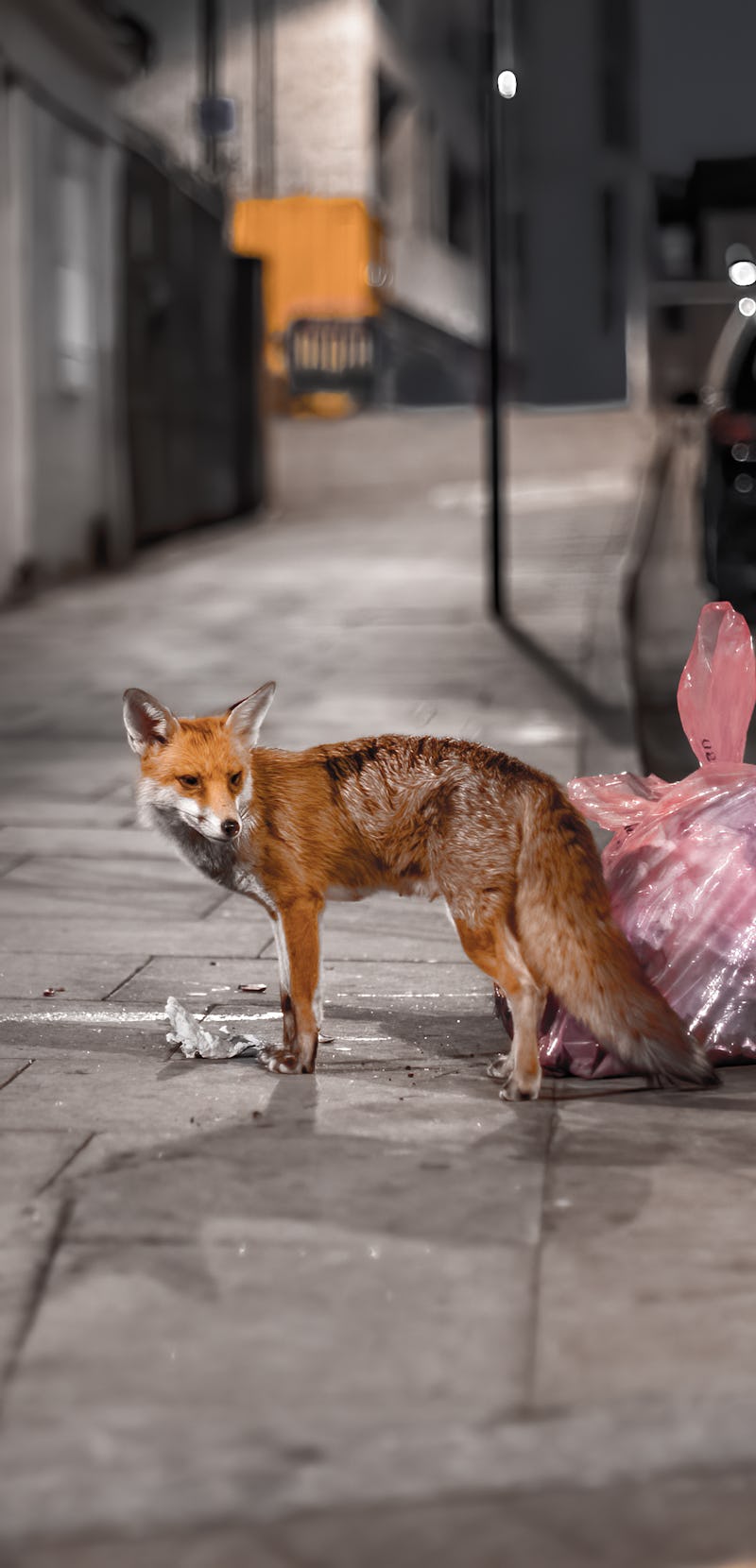 fox roaming the streets of London in search for food