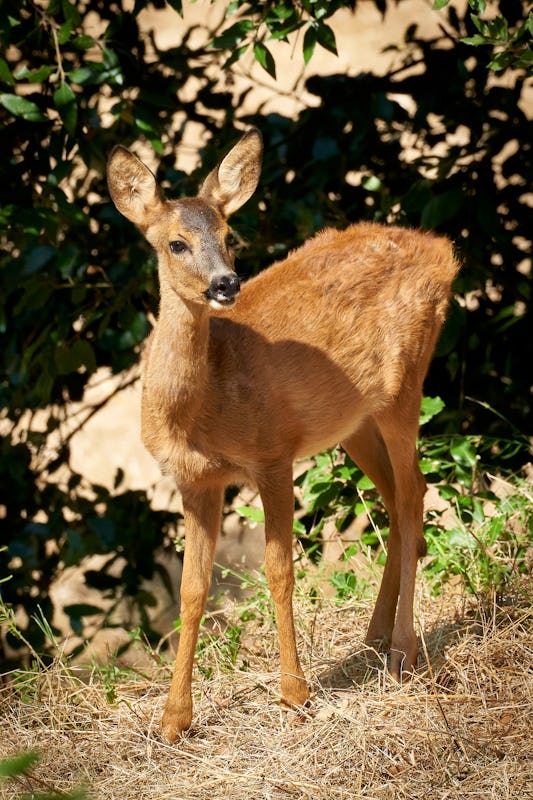 Young European Roe Deer Looking Into the Camera While Standing in a Meadow in Tuscany, Italy