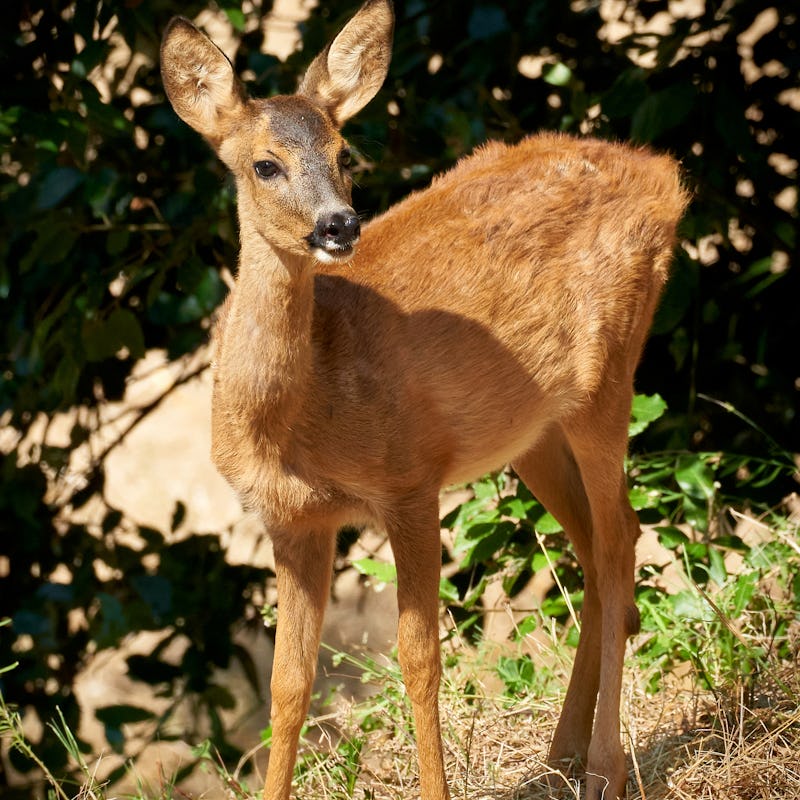 Young European Roe Deer Looking Into the Camera While Standing in a Meadow in Tuscany, Italy