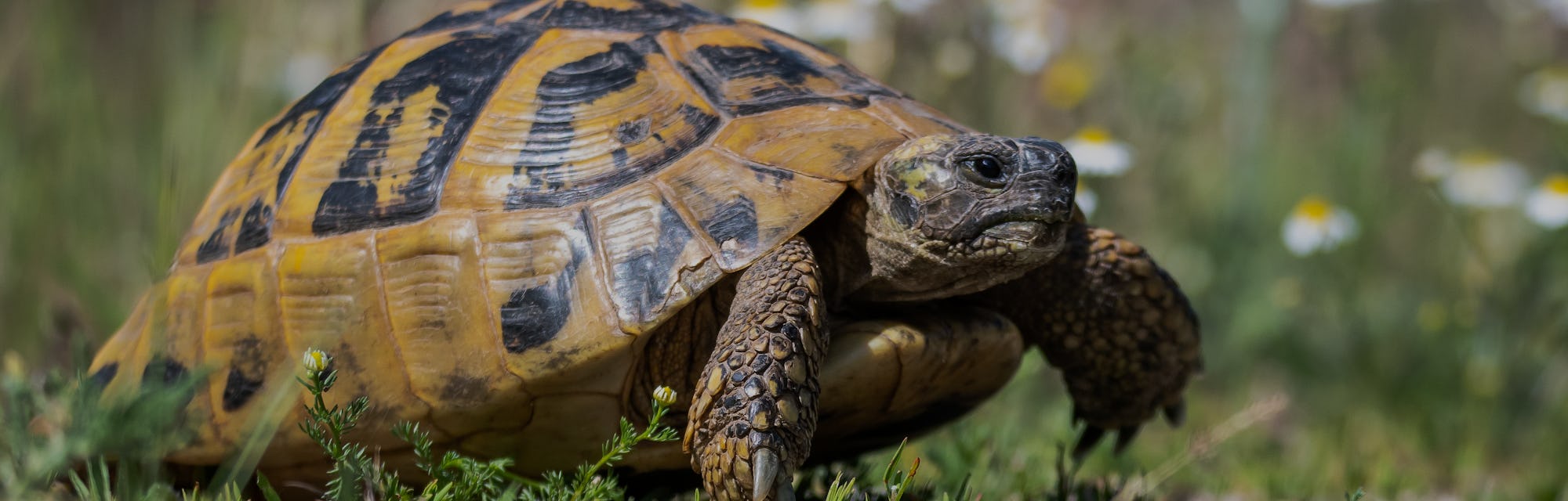 Eastern Hermann's tortoise - Testudo hermanni boettgeri. Hermann's tortoises are small to medium-siz...