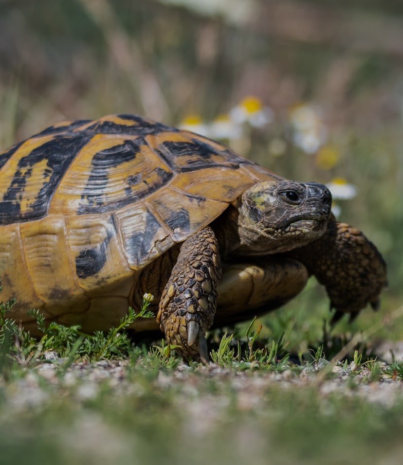 Eastern Hermann's tortoise - Testudo hermanni boettgeri. Hermann's tortoises are small to medium-siz...