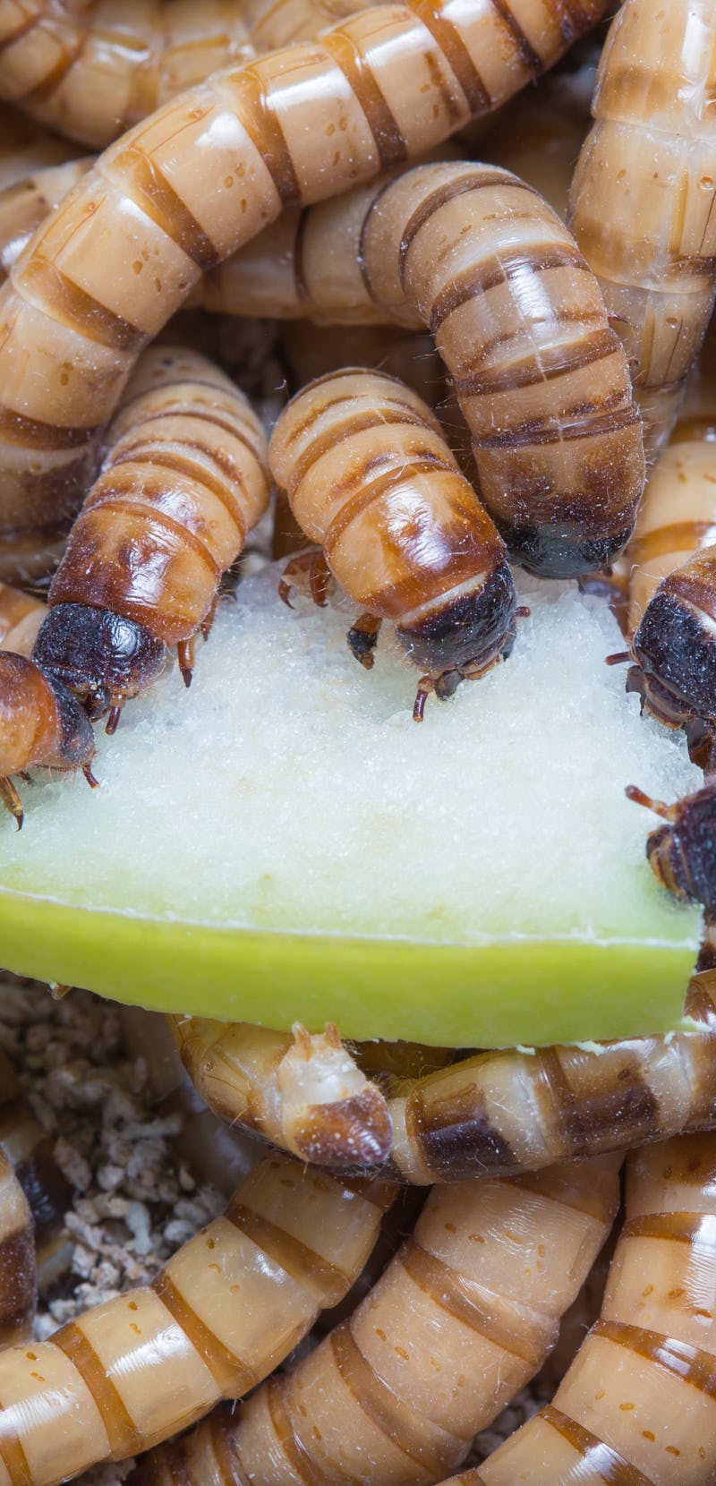 larvae Zophobas morio, superworm, zophobas eating an apple