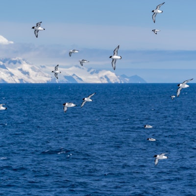 Cape Petrels (Pintados) with some Southern (Antarctic) Fulmars fly behind a ship in the Southern Oce...