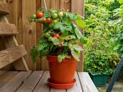 Dwarf tomato plant in a pot with ripe and unripe tomatoes,
