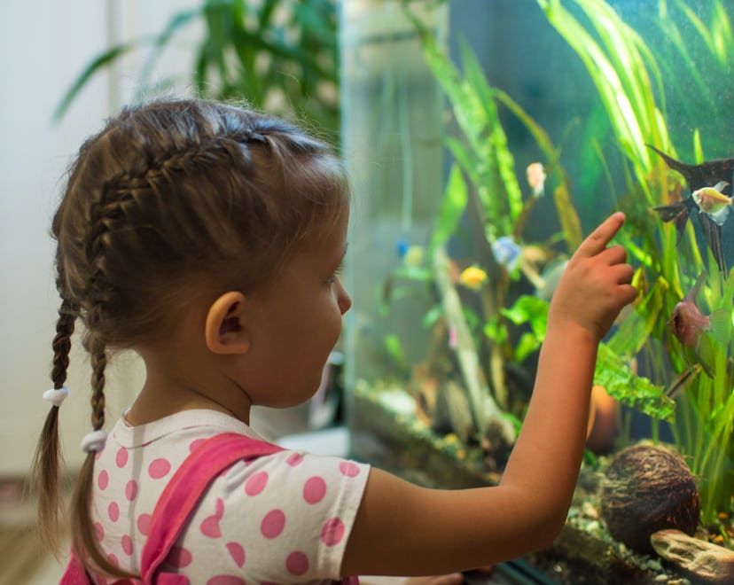 these hardy fish are great beginner pets for kids