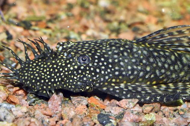 12 Hardy Fish That Are Hard To Kill & Best For Kids To Take Care Of
