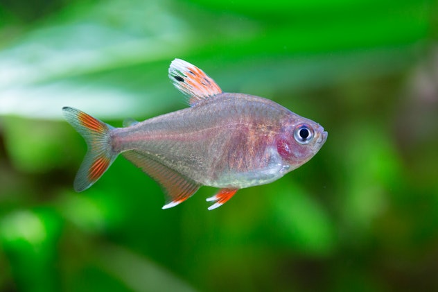 Rosy tetra, a hardy fish for kids