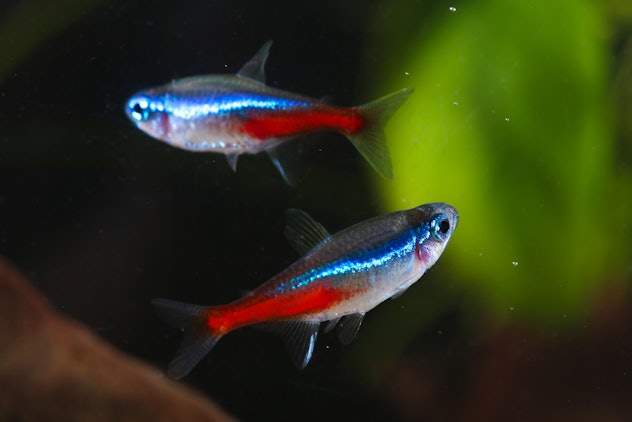 Two Neon tetra, hardy fish for kids