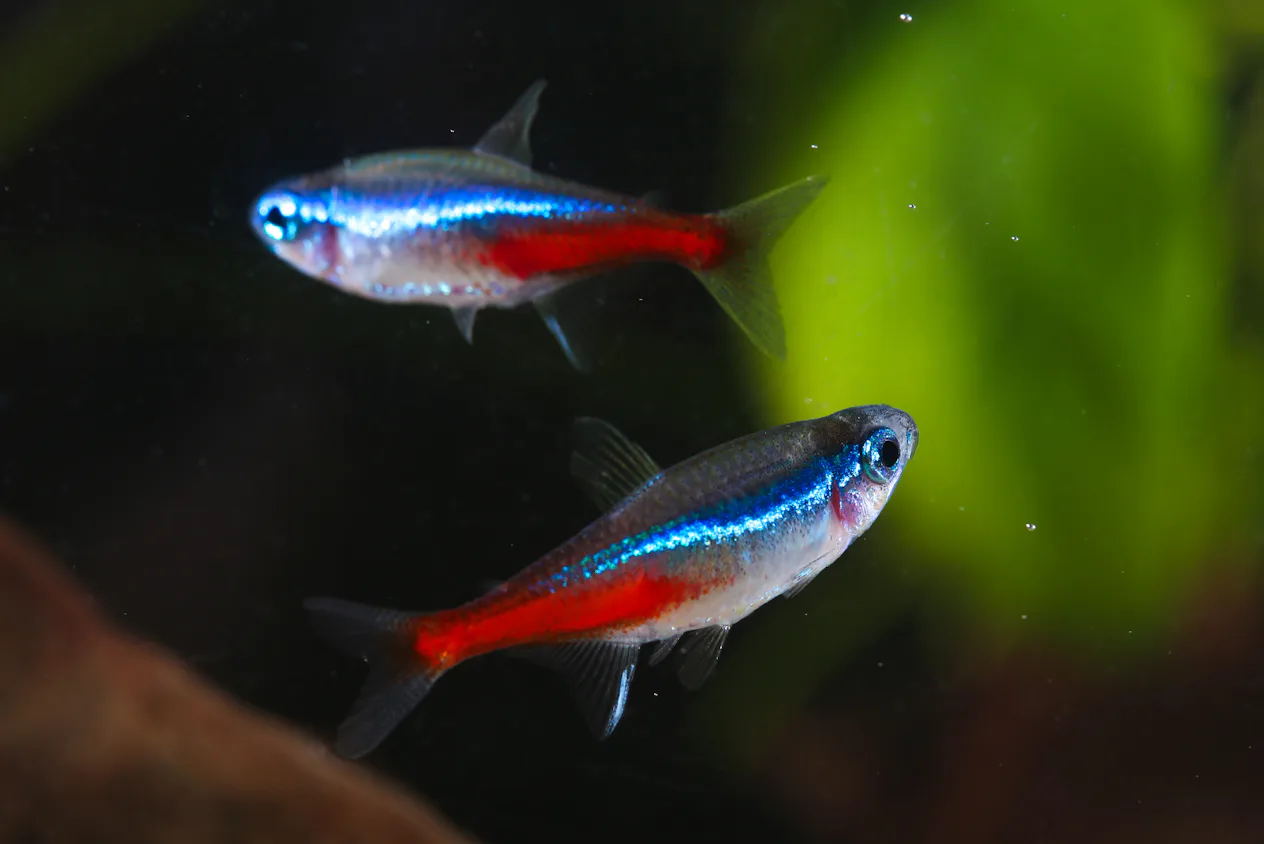 Hardies Fish 12 Hardy Fish That Are Hard To Kill & Best For Kids To Take Care Of