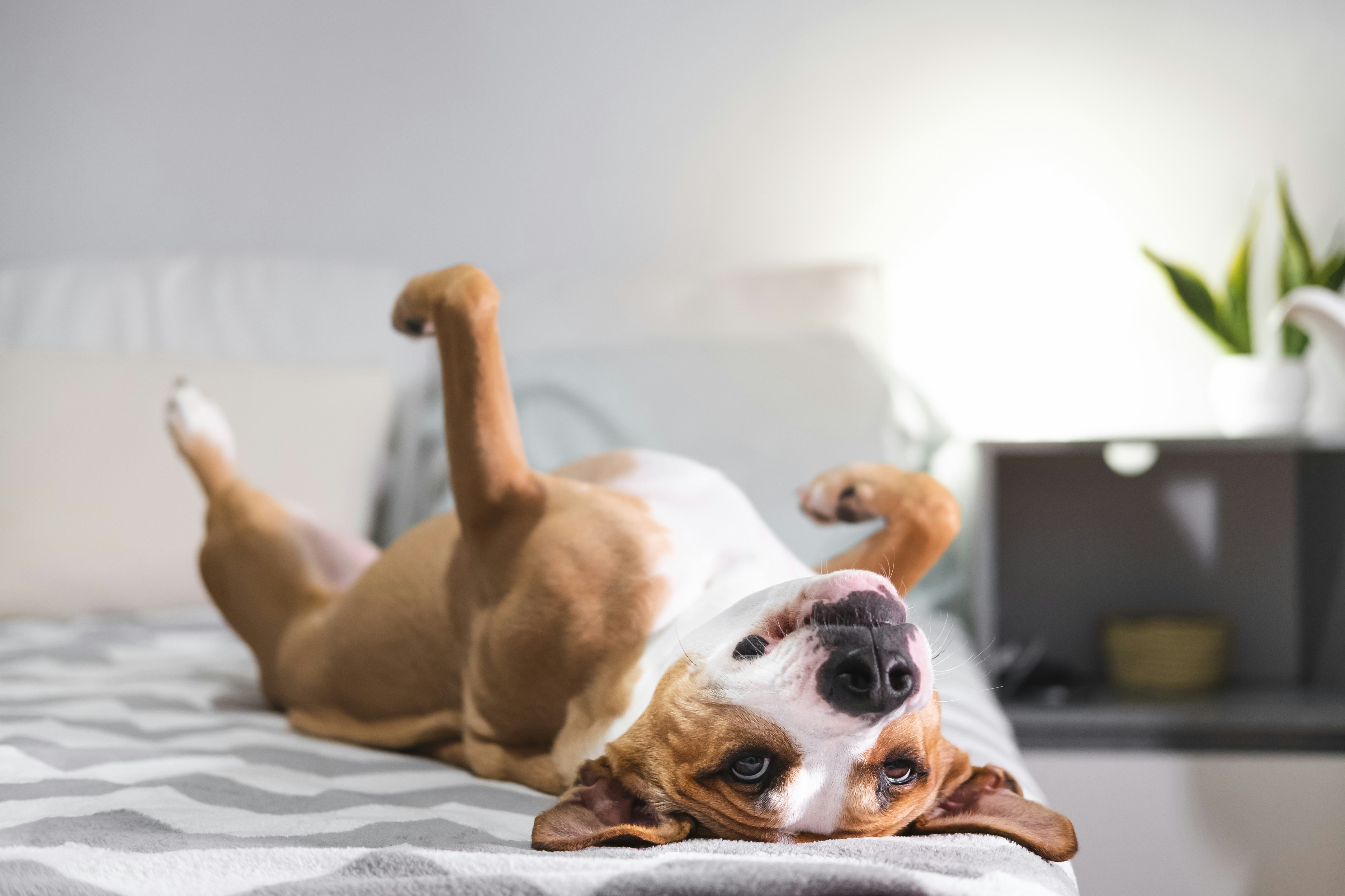 What Do Dreams About Dogs Mean? Experts Weigh In