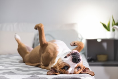 What do dreams about dogs mean?
