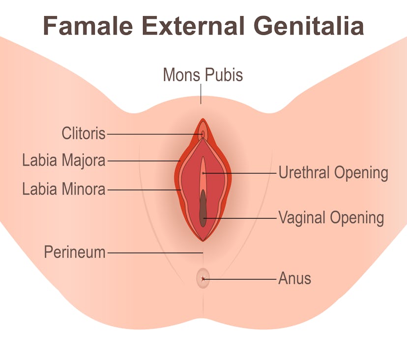 Famale External Genitalia