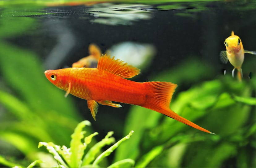 Red swordtail, a hardy fish for kids