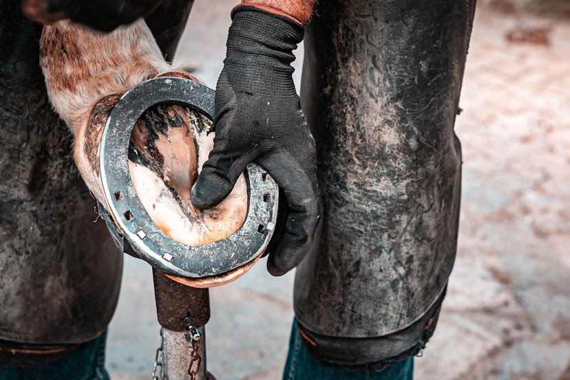 Blacksmith and farrier man working on the hooves of a young saddle horse on a ranch. Hammering a hot...