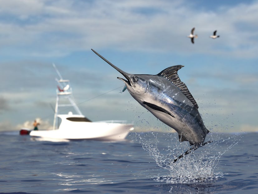 Big game fishing time, big swordfish marlin  jumped hooked by sport fishing angler, fishing boat 3d ...