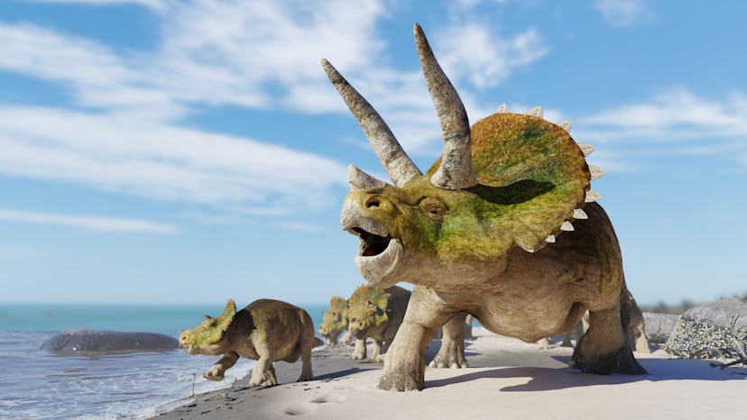 Triceratops horridus group, herd of dinosaurs enjoying the beach (3d science rendering)
