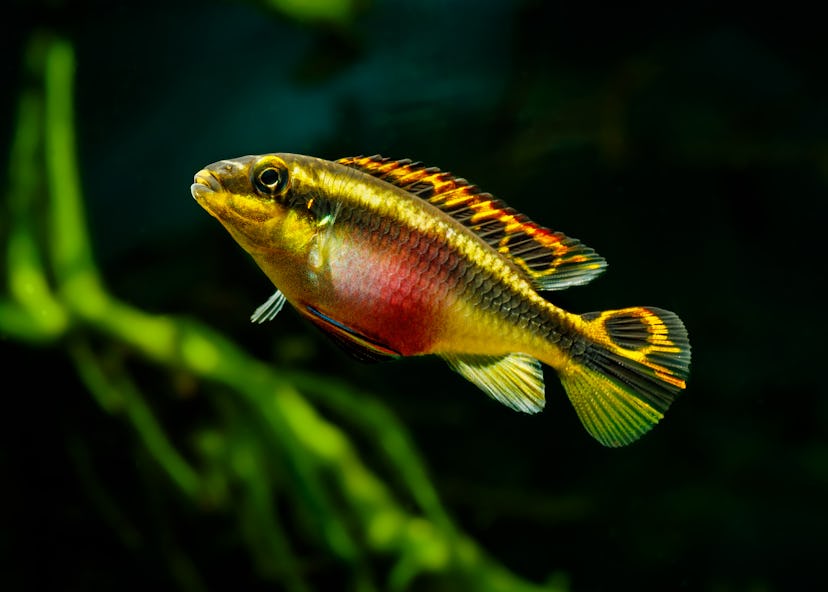 Kribensis Pelvicachromis pulcher female, a hardy fish for kids