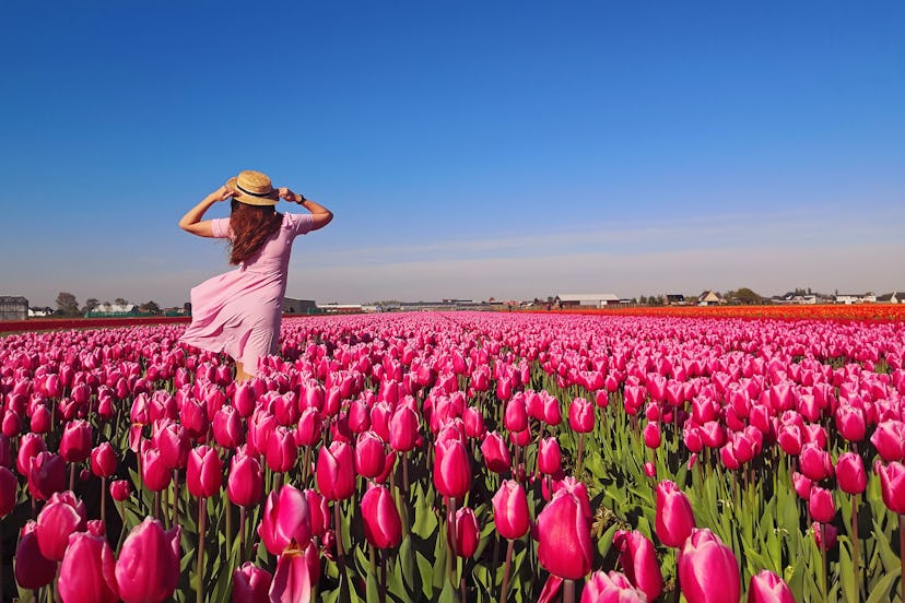 Young woman tourist in pink dress and straw hat standing in blooming tulip field. Spring time