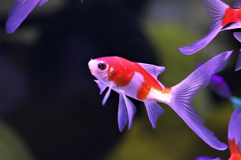 Red and white Comet goldfish, a hardy fish for kids