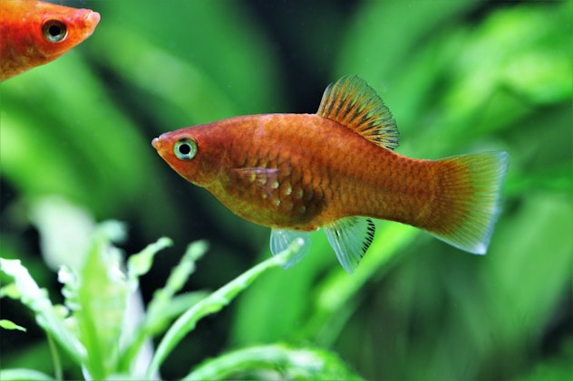 Red platy fish, a hardy fish for kids