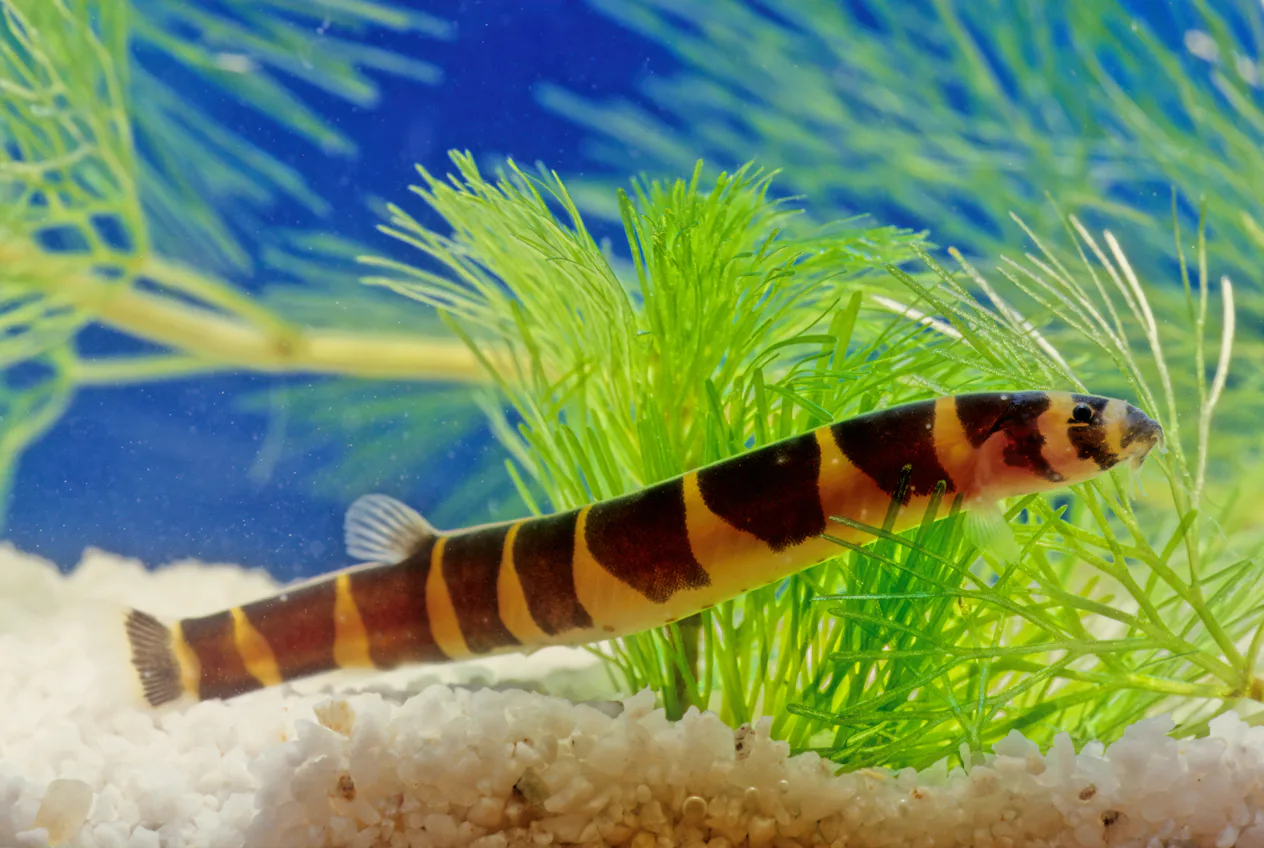Hardies Fish 12 Hardy Fish That Are Hard To Kill & Best For Kids To Take Care Of