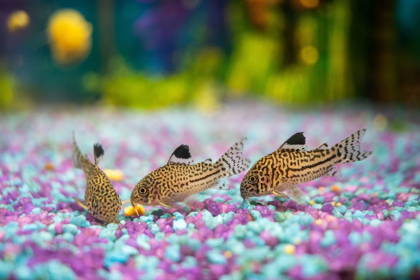 Corydoras trilineatus julii fish, hardy fish for kids