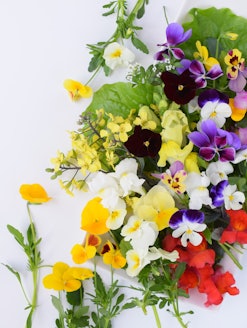 Edible flowers on white background.