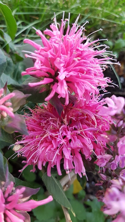A blooming pink bee balm flower