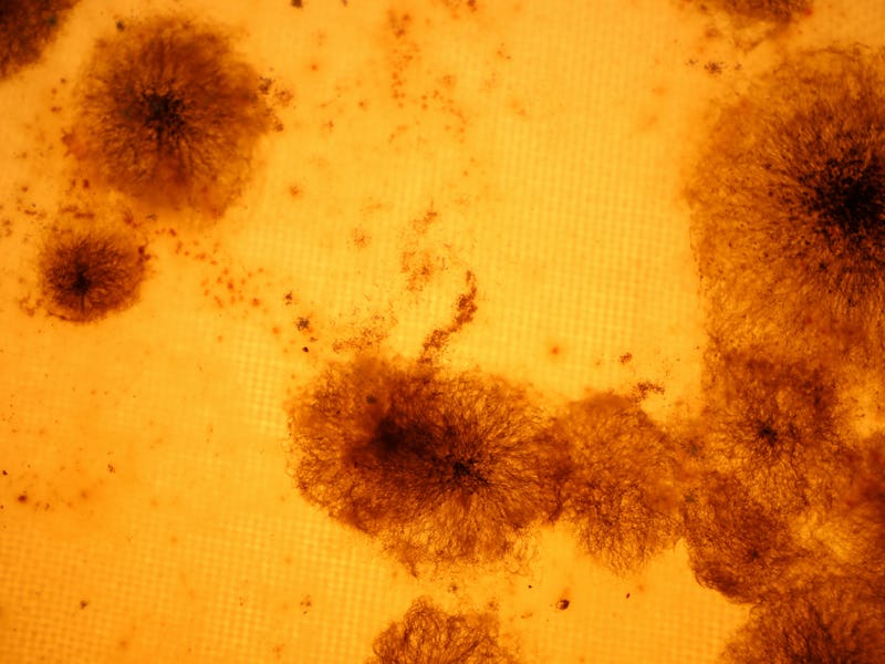 Dark mold on an orange background closeup.