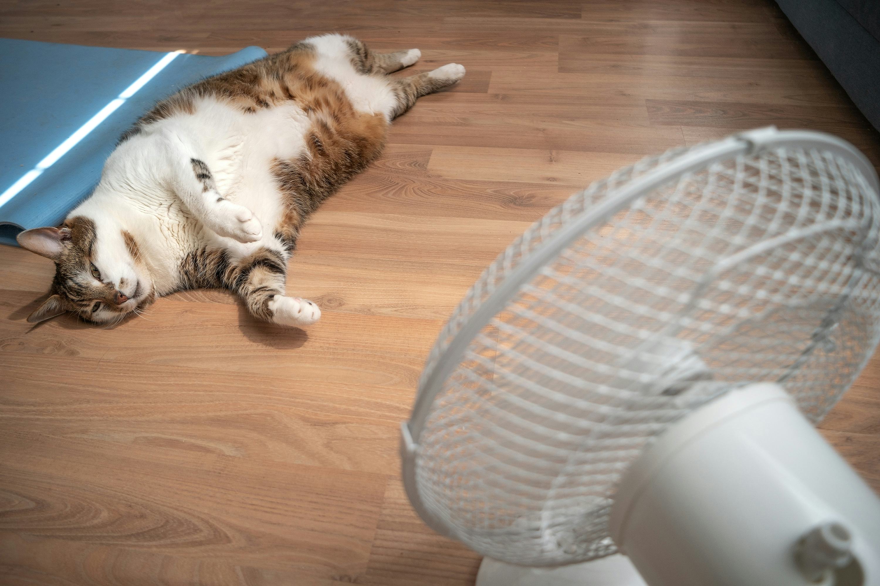 Heat waves 14 strategies to keep cool on hot days