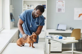 How often you should take your dog to the vet depends on myriad factors, including your pup's age.