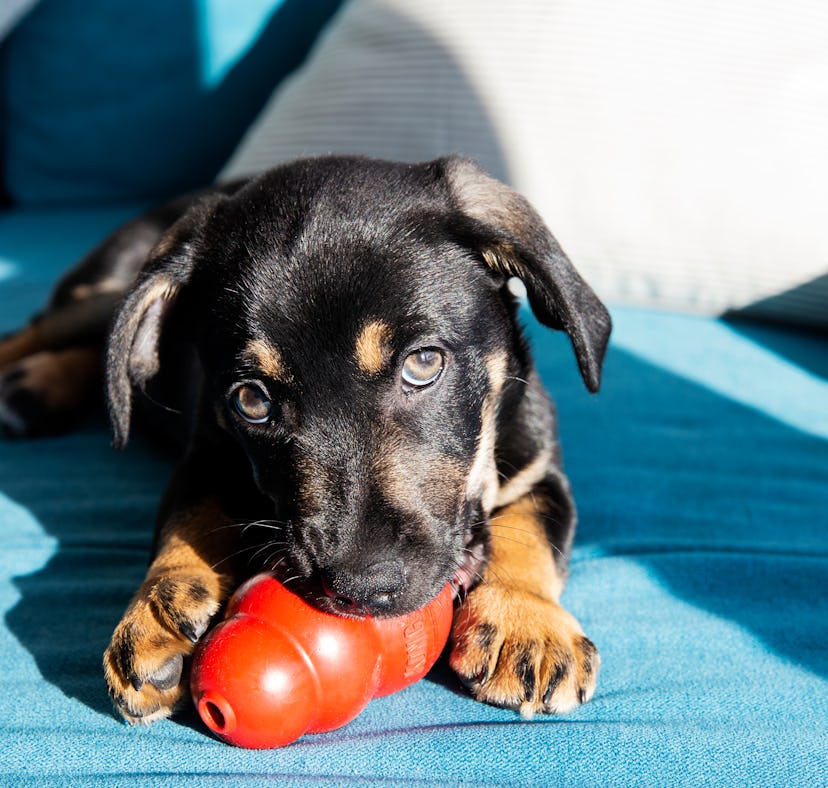 The popular Kong ball dog toy. Black puppy chewing Kong toy. Calm puppy playing at sofa.