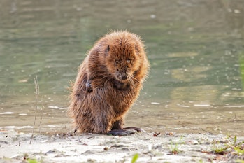 Beaver late afternoon at the Danube, sitting on tail, neat hair. Then resting in the water. Sometime...