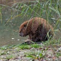 Beaver late afternoon at the Danube, sitting on tail, neat hair. Then resting in the water. Sometime...
