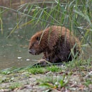 Beaver late afternoon at the Danube, sitting on tail, neat hair. Then resting in the water. Sometime...