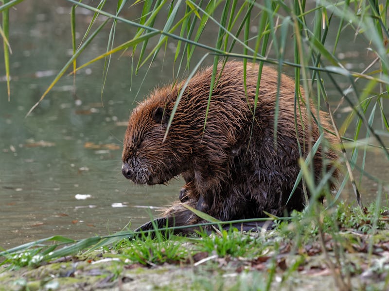 Beaver late afternoon at the Danube, sitting on tail, neat hair. Then resting in the water. Sometime...