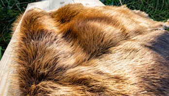 Beaver skin. Russian beaver skin on green grass. Full skin of Russian beaver, dressed.