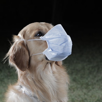 Golden retriever dog wearing blue and white fabric mask , looking at camera , protection from corona...