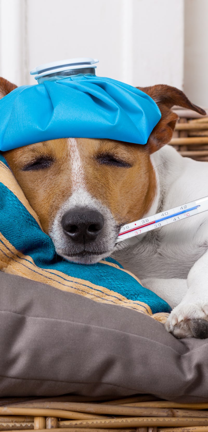 sick ill  jack russell  dog  in bed with pillow with thermometer in mouth ,high  fever suffering pai...