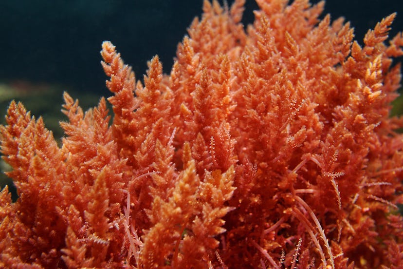 Harpoon weed red algae Asparagopsis armata underwater in the Mediterranean sea, Spain