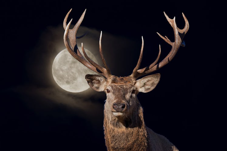 male red Deer portrait looking at you close up portrait on full moon black background