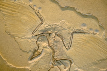 Part of the fossil imprint of Archeopteryx (the first prehistoric bird found)