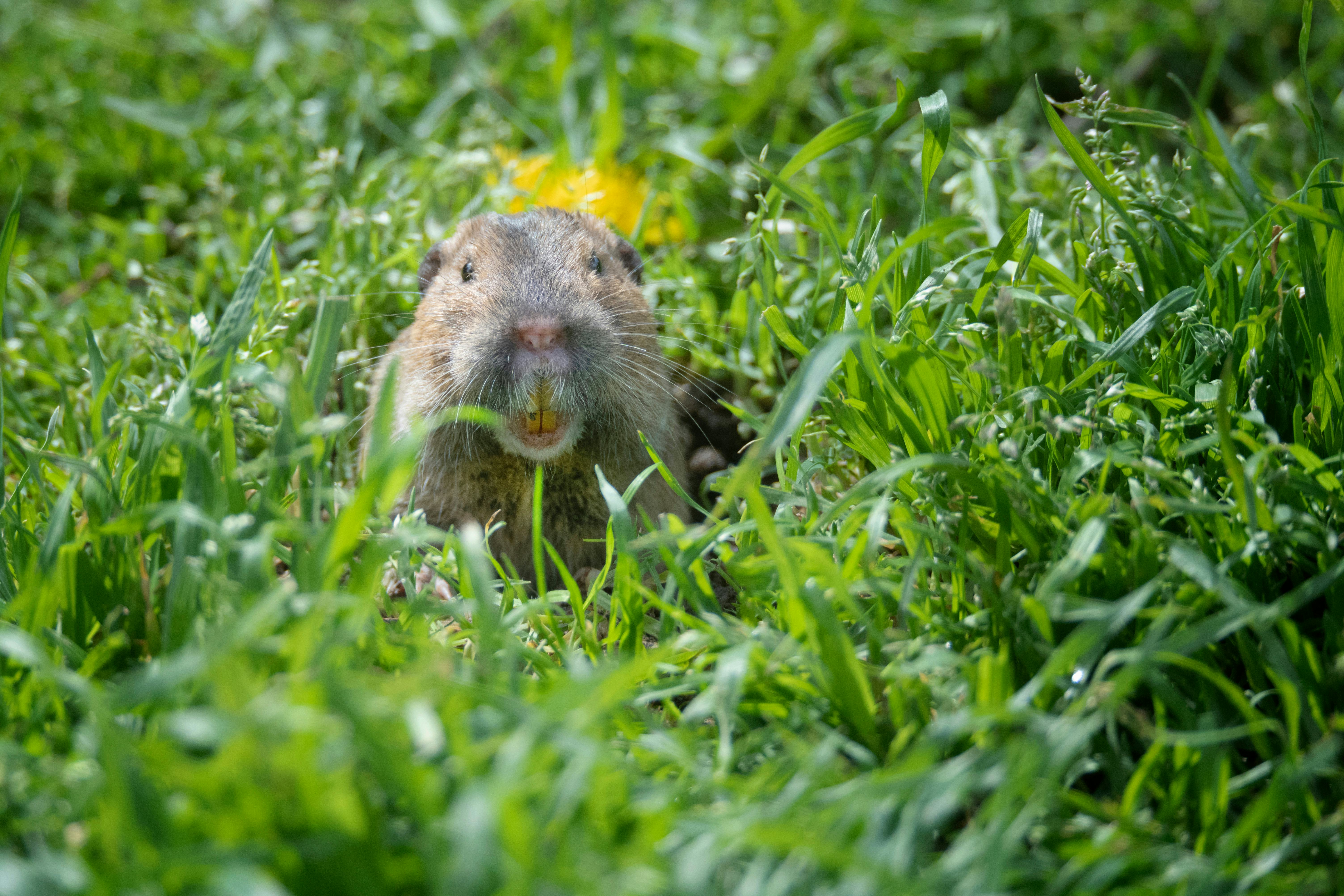 Look Pocket gophers farm like humans in one surprising way