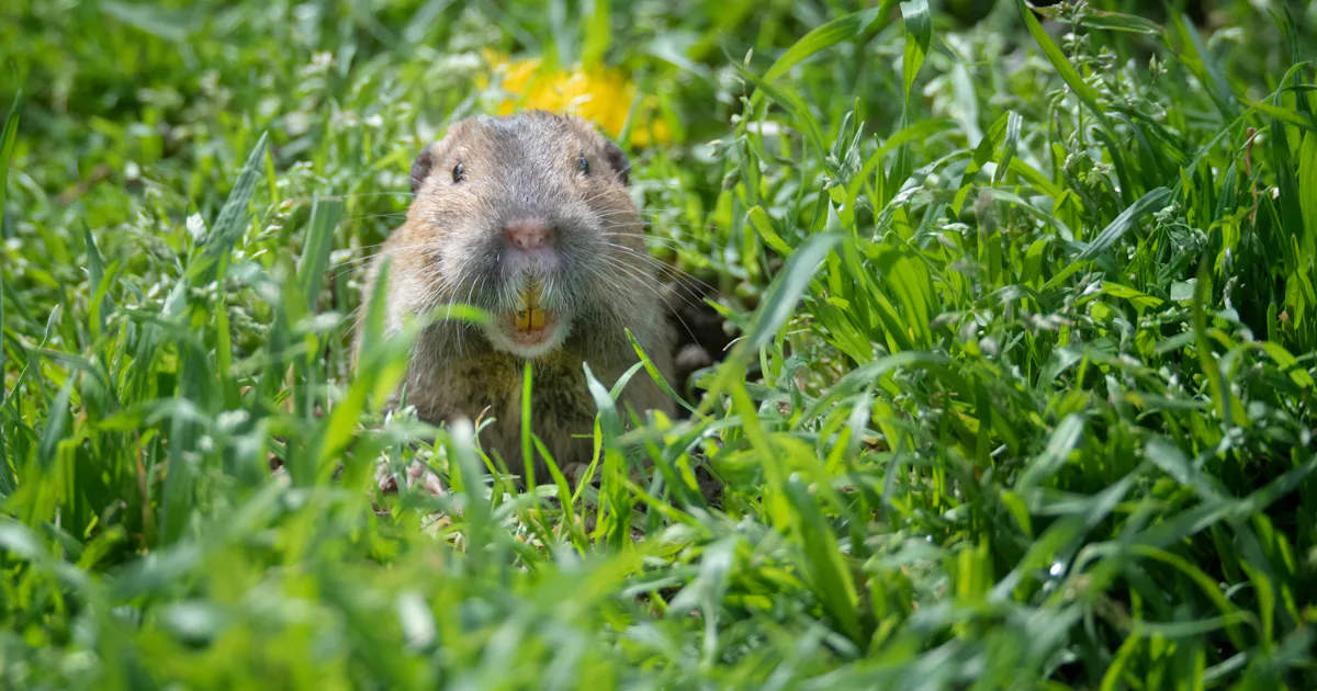 Look: Pocket gophers farm like humans in one surprising way