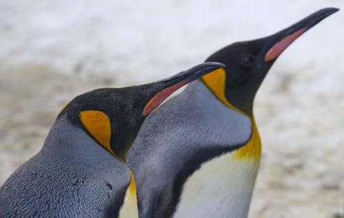 Penguin Stand in Their Enclosure at Asahiyama Zoo in Asahikawa City Hokkaido Prefecture 09 December ...