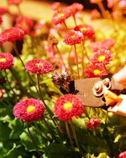 Cutting,  dead heading, Bellis Perennis Rose Red Double Daisy with secateurs in sunlight