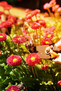 Cutting,  dead heading, Bellis Perennis Rose Red Double Daisy with secateurs in sunlight