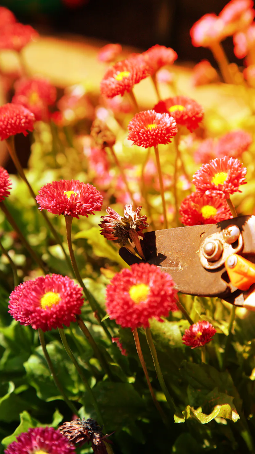 Cutting, dead heading, Bellis Perennis Rose Red Double Daisy with secateurs in sunlight